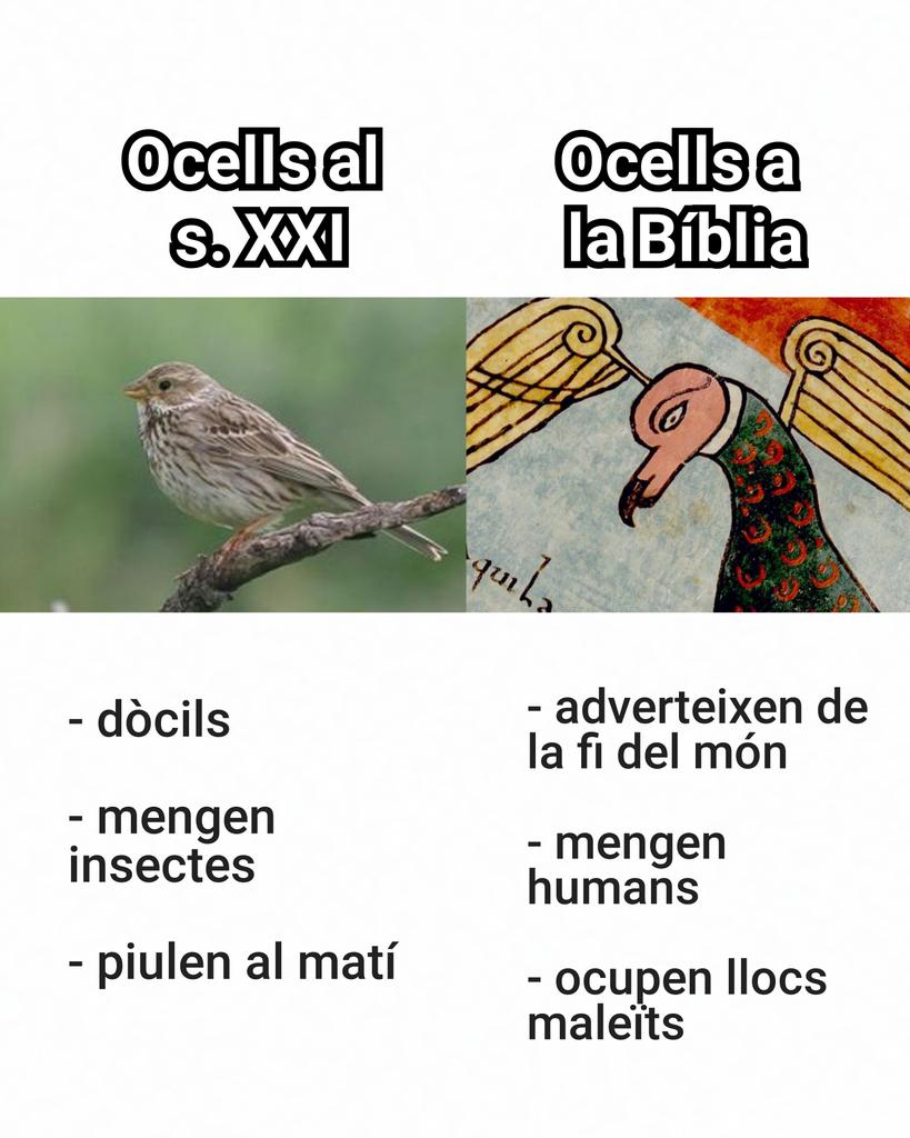 RomanicCatala's tweet photo. Inspirat per @siervo_gleba 😉🐦
#memsromànics #memsbeatus #beatusurgell #àliga #apocalipsi https://t.co/FjodEdE8du
