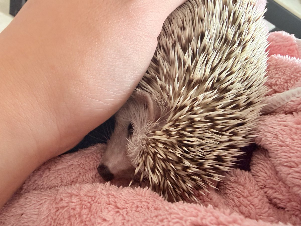 刺蝟的奴隸🦔🧹🫨 tweet media