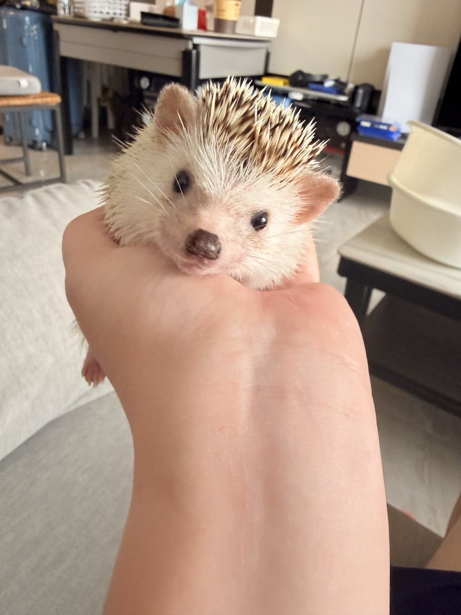 刺蝟的奴隸🦔🧹🫨 tweet media