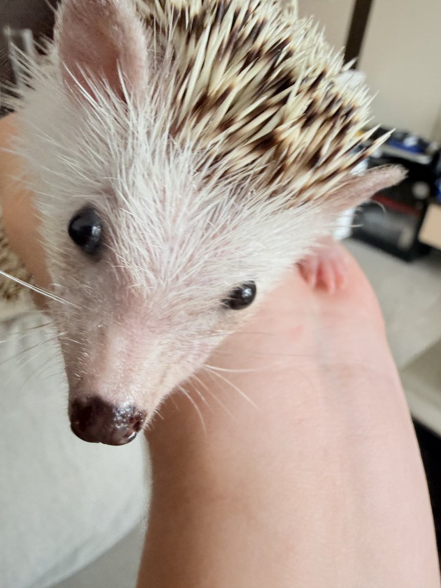 刺蝟的奴隸🦔🧹🫨 tweet media