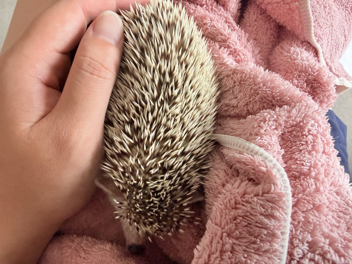 刺蝟的奴隸🦔🧹🫨 tweet media
