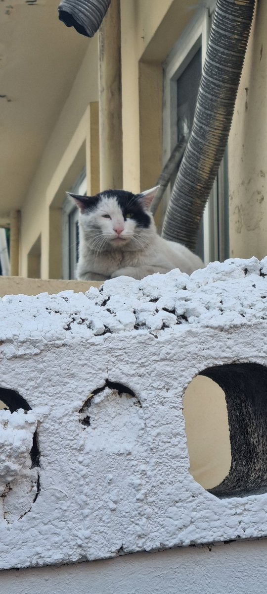 damjaa15's tweet photo. 고양이🐈‍⬛ https://t.co/gEF2wjEe6Z