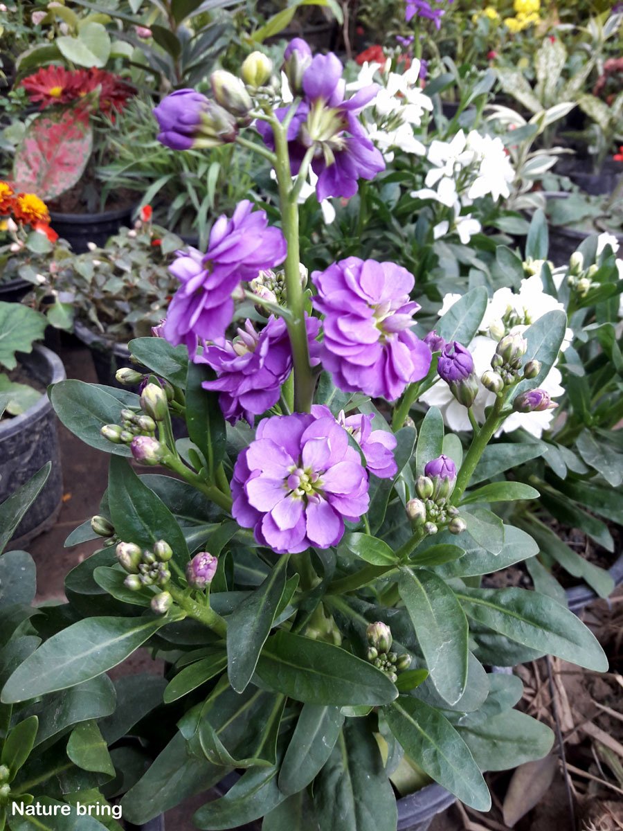 naturebring651's tweet photo. Stock, Matthiola incana, is a member of the family Brassicaceae, which includes cabbage. It is a biennial flower that is also known as the gillyflower, brompton stock, July flower, ten-weeks stock. read..https://t.co/GBL7rZi9sv
#naturebring #howtogrow #stockflowers #CommonStock https://t.co/rSG8Mcmp5z