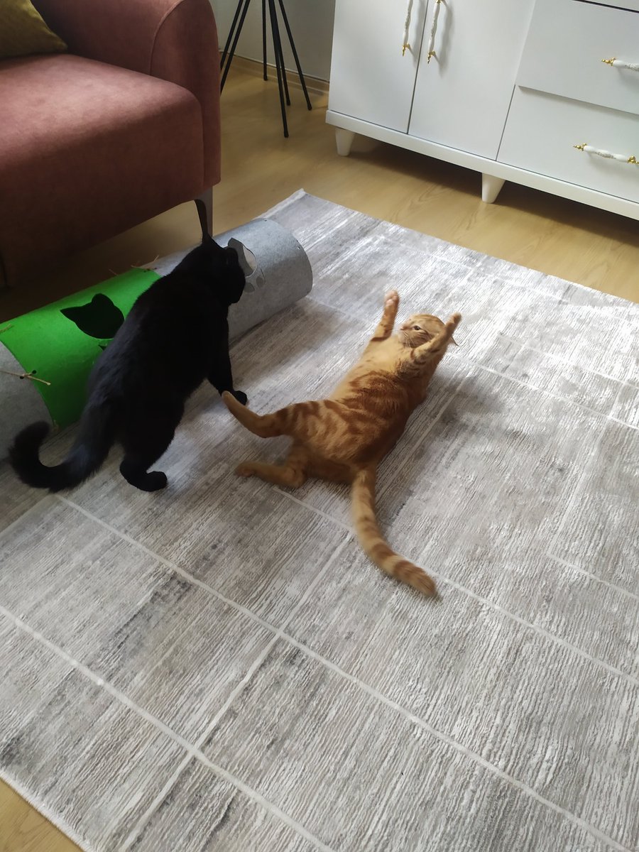 umutdagidir's tweet photo. bi kedi daha sahiplenelim arkadaş olurlar👍👍👍 https://t.co/gXlp2KOzCW
