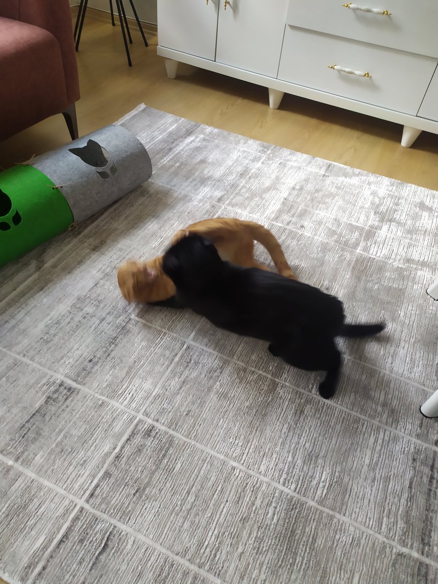 umutdagidir's tweet photo. bi kedi daha sahiplenelim arkadaş olurlar👍👍👍 https://t.co/gXlp2KOzCW
