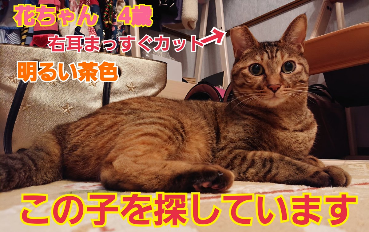 squirrelemi's tweet photo. 猫を探しています。花ちゃん4歳。明るい茶色、右耳まっすぐカット、尻尾だけ色が違いグレー✕黒の縞々模様です。すごく長い尻尾です。2024年4月11日横浜市金沢区富岡東の自宅から私の不注意で外に出てしまい迷子のままです。皆さま拡散とリポストのご協力ありがとうございます。
#猫を探しています https://t.co/OOiuPdH00c