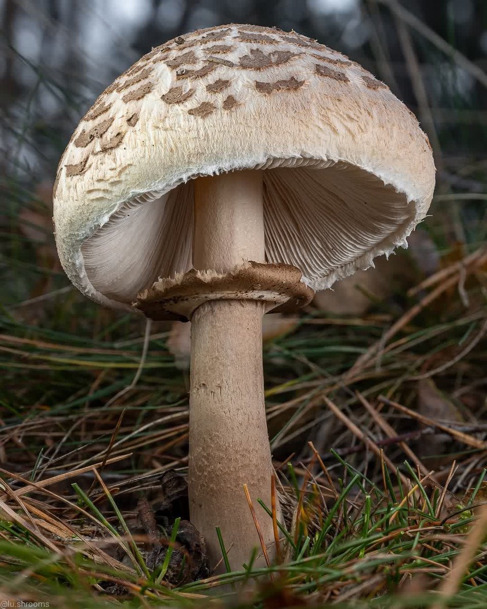 CapricornFM's tweet photo. Mushrooms are plants.

Share your #TrueOrFalseInTheMorning answer with
@vusialphaa via WhatsApp; 079 899 6226 on the #CapricornFix. https://t.co/b4dMx74eWS