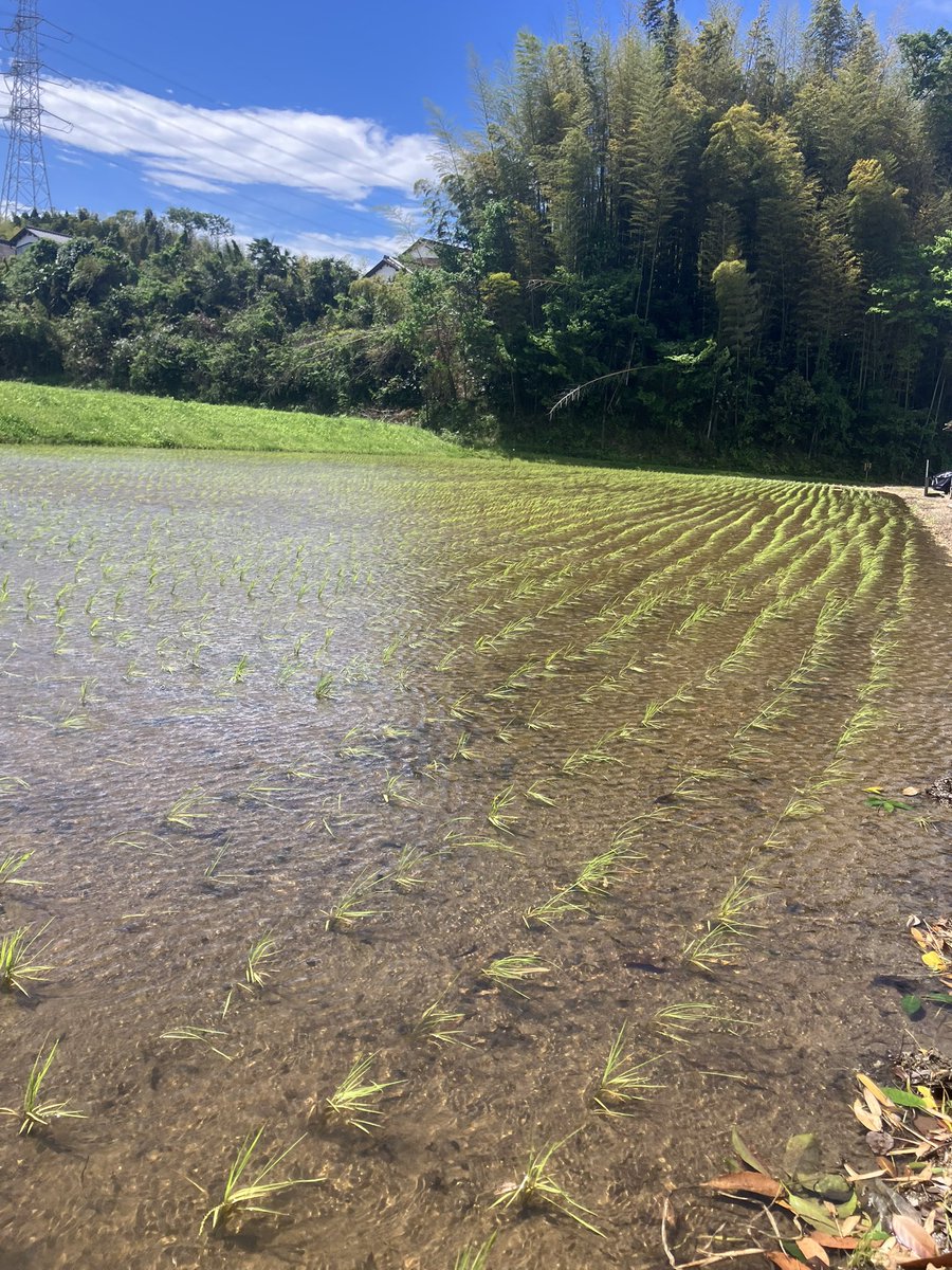 KOMEBOWZ's tweet photo. 🌾お米は「生きています」🌾

精米した後も、お米はゆっくり呼吸を続けています。

暑い場所では呼吸が活発になり、おいしさが落ちやすくなるため、保存は冷暗所や冷蔵庫の野菜室がおすすめです😊
毎日の保存方法で、ご飯のおいしさは変わります🍚✨

#千葉市 #米屋 #新米 #備蓄米 #もち米 #米騒動 #配送 #米配達  #コイン精米