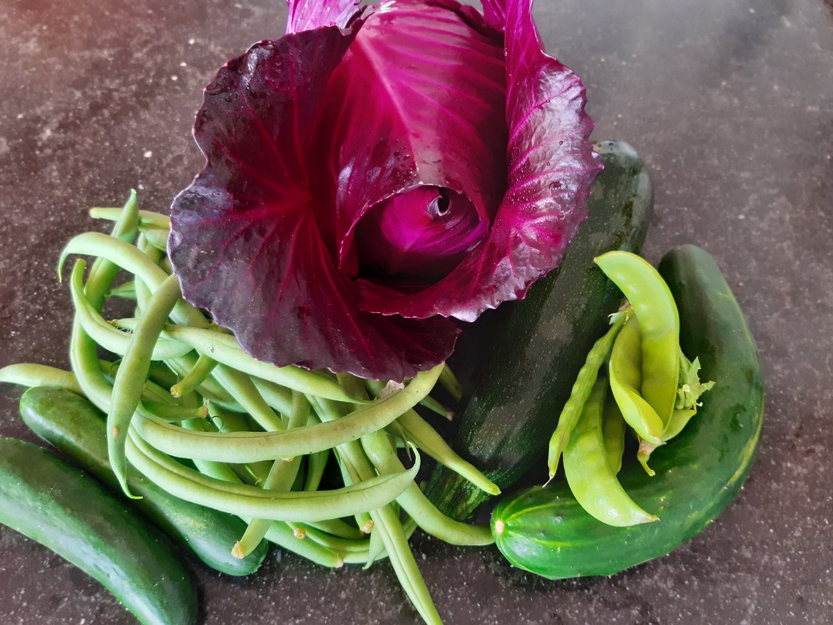 36sandjes's tweet photo. Vakantie? Wel nee joh, er moet geoogst worden!
#snackkomkommer, #sperziebonen, rode #spitskool #courgette #sugarsnaps, #komkommer https://t.co/RAWENwBNwS