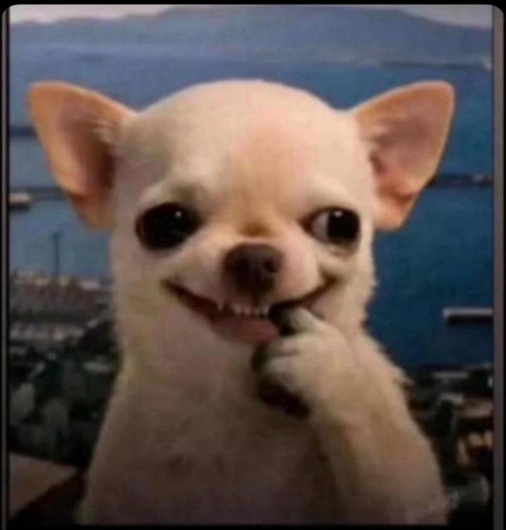 Christostars's tweet photo. Me genuinely happy when my elder sister asks me to connect my hotspot for her unknowingly to her that I have just 200mb left
Now I'll tell her she's finished my data and needs to sub me😆 https://t.co/z8QtO9O8pm