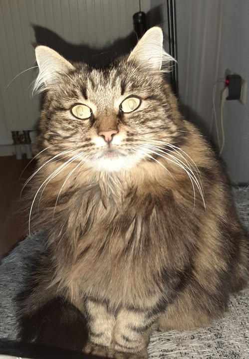 yolandaschultes's tweet photo. 89407 Dillingen an der Donau
Katze misshandelt
ACHTUNG Tierquäler unterwegs in Dillingen an der Donau
Kopie
TIERQUÄLER
VIELEN DANK FÜR DIE HILFE.
Infusion, Cortison, starkes Schmerzmittel und Astronauten Creme.
Blut abgenommen
Morgen wieder zum T.Arzt.
Ein Auto kann man ausschließen.
Und Minni hat ihr Revier wo sie immer ist und jeder kennt sie.
.........
Tagelang habe ich Minni in Hausen gesucht.
Es wurde festgestellt das sie Lendenwirbel bis Kreuzbein durch stumpfe Gewalt ( Schläge, Mißhandlung, Tritte, Stein usw..) furchbare Schmerzen erleidet deshalb bald 2kg in kürzester Zeit verloren hat.
Wer so ein Tierquäler ist, soll die gleichen Schmerzen erfahren müssen!!
