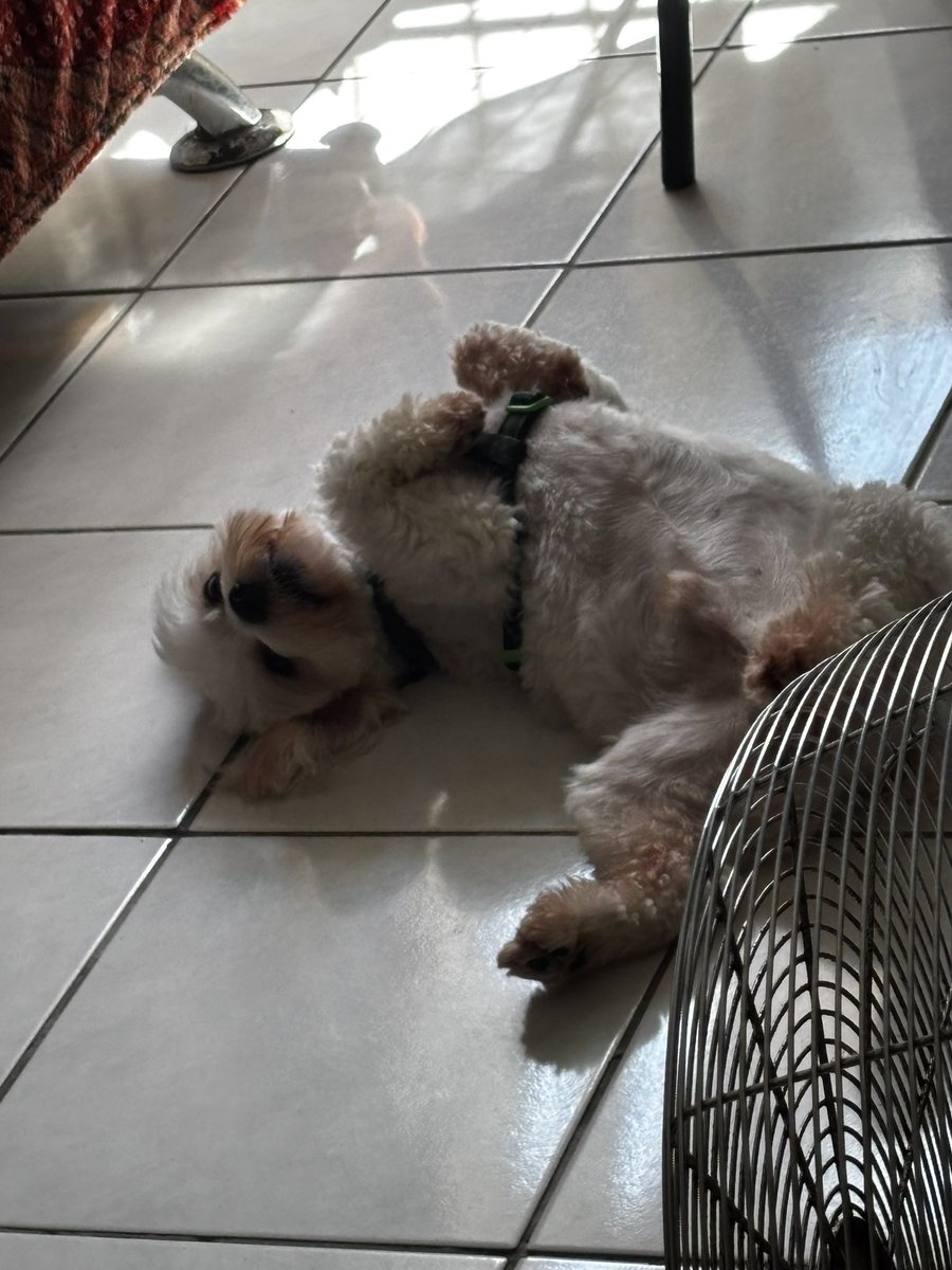 saruendi's tweet photo. olá esse é o pepê https://t.co/r5OZilxgCW