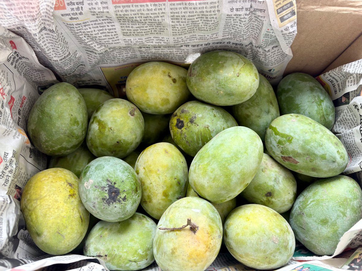 VishhalSJain's tweet photo. A Box of Mangoes

In 2010, when I moved to Gurgaon, two small, chubby boys came to service my air conditioners with an older relative.

They came again in 2011. By then, we had started talking a little more. Like almost every Indian, I love mangoes, and they had noticed that there were usually plenty of them lying on my dining table.

Then, in 2012, they arrived with a box of mangoes from their village.

It was a small gesture. I do not think any of us imagined that it would become a tradition.

From that year onwards, every summer, the box of mangoes came with them. Their mother, who lives in the village in UP, would make sure that one box was kept aside for me.

Life moved on. I travelled extensively, lived outside India for long periods, and was rarely in one place for very long.

The two little boys also grew up.

Today, they are wonderful young men, with families and children of their own. They have worked hard and done reasonably well for themselves. I have watched their lives change, just as they have watched mine.

I do not necessarily need my air conditioners serviced by them every year anymore. But every summer, I still very much look forward to their visit and to that box of mangoes.

Perhaps it is the taste. Perhaps it is the memory. Perhaps, after all these years, the two have become inseparable.

I enjoy sitting with them and listening to what is happening in their lives. And my heart aches a little when they tell me that they may eventually leave Gurgaon and return to their village—not only because they see better opportunities there, but because they feel that people here are slowly losing something of their humanity.

They are Muslims. I am a (somewhat) Jain.

India has changed considerably over these fourteen years. Politics has become harsher, public conversation more divided, and people more suspicious of one another.

And yet, every summer, a mother in a village in UP still remembers to send me a box of mangoes through her sons.

No speeches. No slogans. No hashtags.

Far away from the shouting and noise of social media, this is the India we still live in.

This is the India I believe in.

And this is the India I will always believe in—and fight to save.

#india #love #harmony