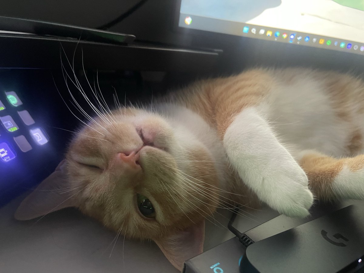 GrifCato's tweet photo. He looks at you like this, what you saying?
 #cats #meow #catlover #kitty #cute #orangecats #gamercat #streamercat https://t.co/UZLVRK1Kk7
