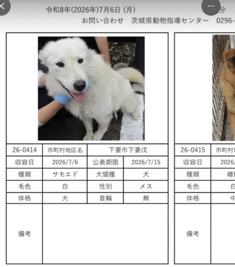 hidokebab's tweet photo. 茨城県下妻市でサモエド犬が保護されています。どなたか情報がありましたら、茨城県動物指導センターに連絡を入れてください。
拡散希望です。ご協力をお願いいたします。 https://t.co/o10PvC42Es