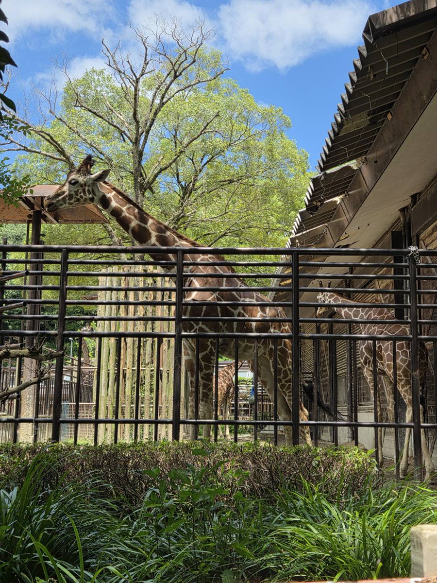 tweet_ptr's tweet photo. もちしばちゃんと動物園へ行くの巻。 https://t.co/Ksbzqexrbp