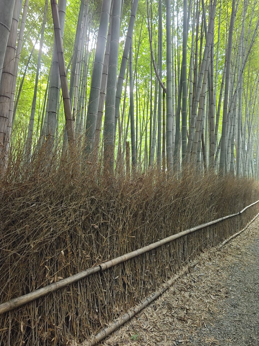 hitomihcx's tweet photo. Bamboo Road/竹林の小径/2026.07.04
#Kyoto #京都 #arashiyama #嵐山
#BambooGrove #竹林
#BambooRoad #竹林の小径
#NearbyBambooGrove #近所の竹林
#hydrangea #紫陽花 #アジサイ https://t.co/SX4rX1ZymK