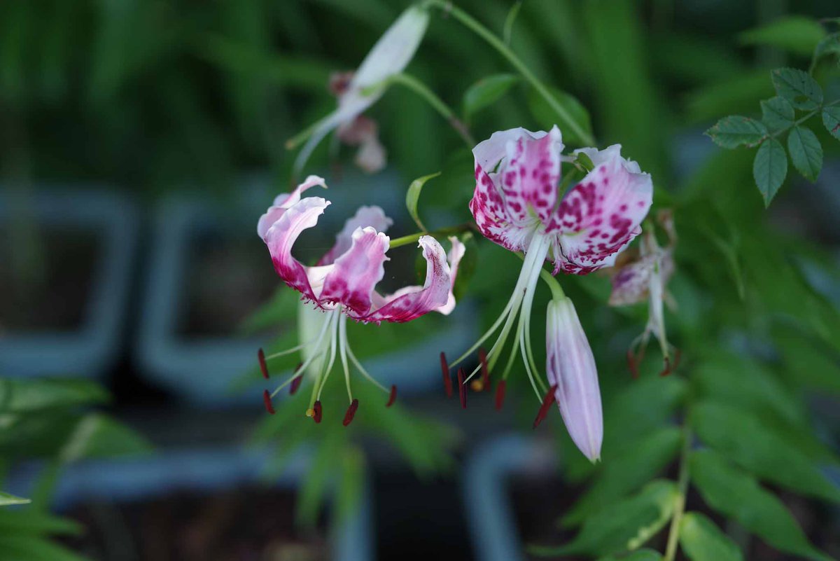 mehrat2's tweet photo. #TLを花でいっぱいにしよう #pentax https://t.co/YpKQYZpsrX