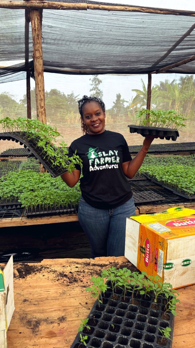 SandraNabasirye's tweet photo. This is what I do a living.I raise quality vegetable seedlings for sale🥰.Support my hustle-0701486382 https://t.co/LuBvMNJ3CA