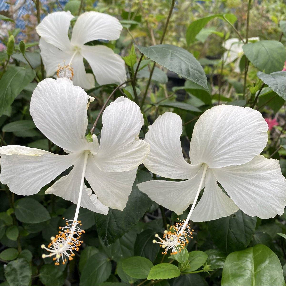 ハイビスカス ホワイトバタフライ、開花！ #ハイビスカスホワイト