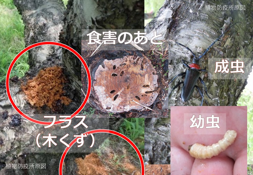 MAFF_JAPAN's tweet photo. ⚠サクラやウメを食い荒らす外来生物 #クビアカツヤカミキリ ⚠
被害拡大中！
木の根元にフラス（木くず）が出ていたら要注意👀
早期発見が被害拡大防止のカギとなります。

フラスや成虫を見つけたら自治体への通報📞
ご協力よろしくお願いします。
https://t.co/ggzprgt9BP https://t.co/CRG39SnQFU