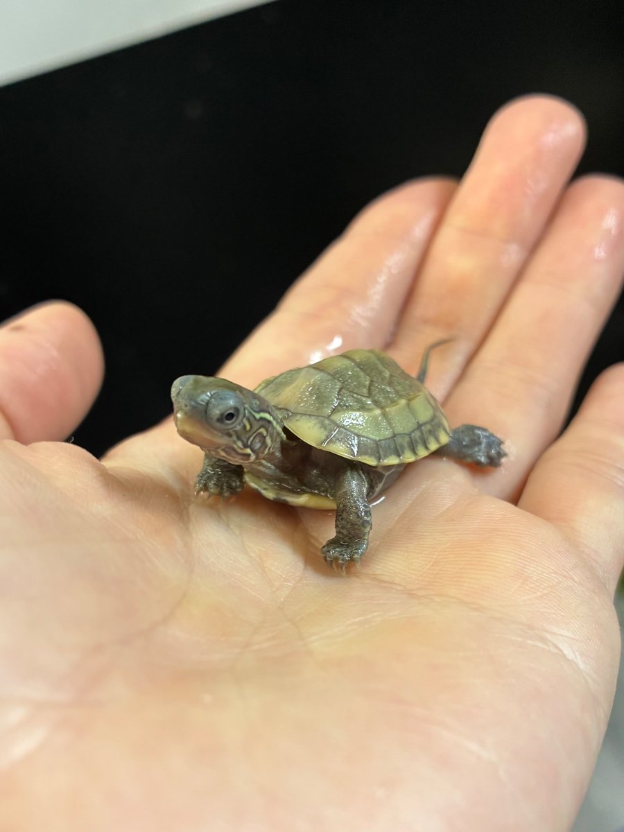 manausm4's tweet photo. マナウス長津田店です🐢
パステルクサガメベビー入りました！✨

成長しても通常のクサガメより色が淡く、小型の種類となっております！

#マナウス長津田店
#アクアショップ 
#パステルクサガメ https://t.co/gGiQEX91jL