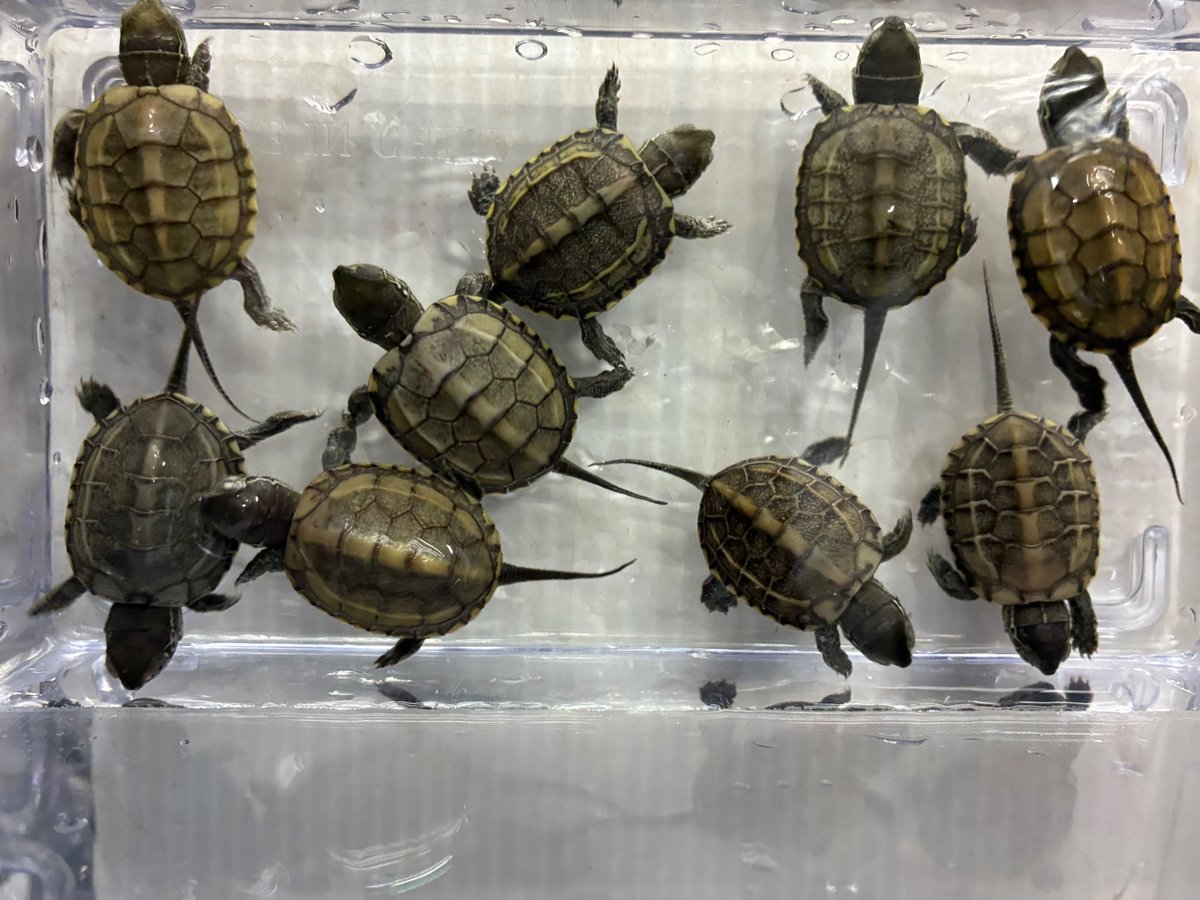 manausm4's tweet photo. マナウス長津田店です🐢
パステルクサガメベビー入りました！✨

成長しても通常のクサガメより色が淡く、小型の種類となっております！

#マナウス長津田店
#アクアショップ 
#パステルクサガメ https://t.co/gGiQEX91jL