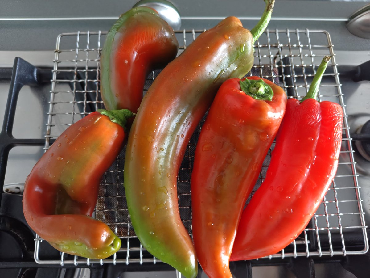 cucina_eri's tweet photo. 本年もペペローネ始めました
Cornoと呼ばれる品種のペペローネを真っ黒になるまで焼いて、外皮を取り、内の果肉を裂いてオリーブオイルなどと漬け込むだけ。夏の作り置きです

#esレシピ https://t.co/UwjKp4sI5F