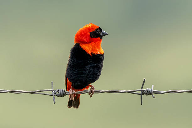 glorysummittour's tweet photo. As we close out the week, remember that Uganda offers an abundance of avifauna, providing unparalleled opportunities for birding. #ExploreUganda #birding #VisitUganda #UniquelyOurs #BirdsUp
https://t.co/RCJe14MVBQ
https://t.co/sLgnJNCb3l
https://t.co/gCw7QOAePU https://t.co/2ayXKU4RXl