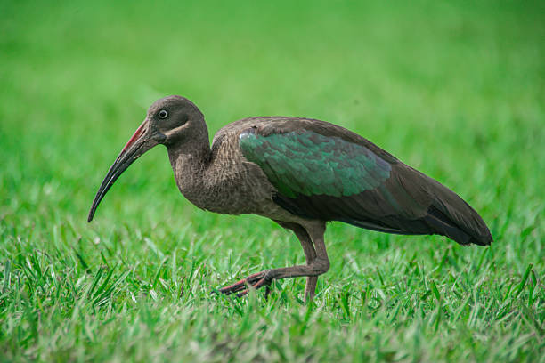 glorysummittour's tweet photo. As we close out the week, remember that Uganda offers an abundance of avifauna, providing unparalleled opportunities for birding. #ExploreUganda #birding #VisitUganda #UniquelyOurs #BirdsUp
https://t.co/RCJe14MVBQ
https://t.co/sLgnJNCb3l
https://t.co/gCw7QOAePU https://t.co/2ayXKU4RXl