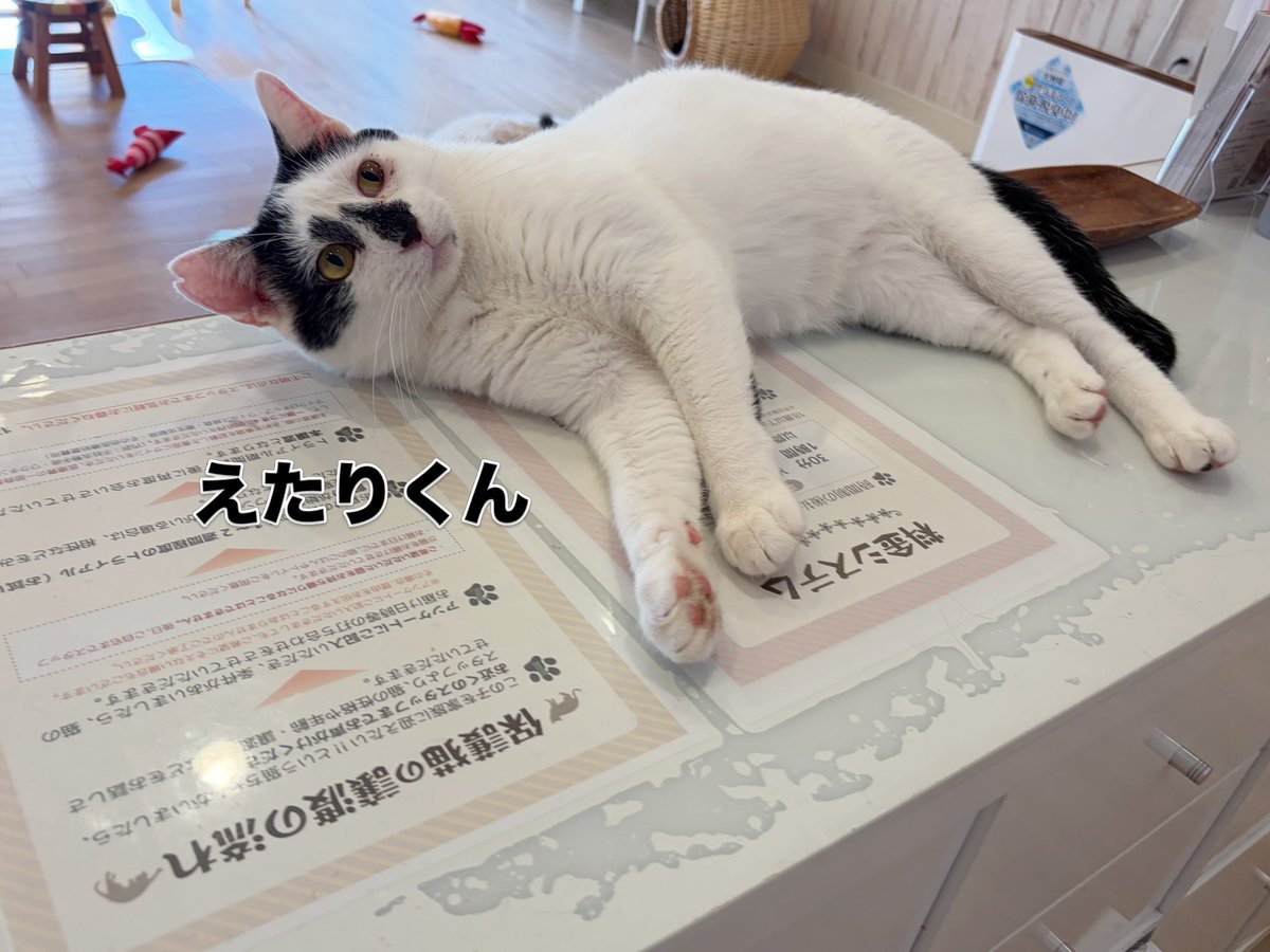 nekokatsu_1's tweet photo. ねこかつ川越店
店内ピカピカになって営業中です✨

レイアウトも少し変わり、
今までよりも過ごしやすい空間となっています🤗

ドリンクもおかわりOK！(１本100円です)🥤

19時まで営業中
ぜひお待ちしております🐈

＠川越店
#ねこかつ #保護猫カフェ #川越 #里親募集中 https://t.co/A6PuYrSxjM