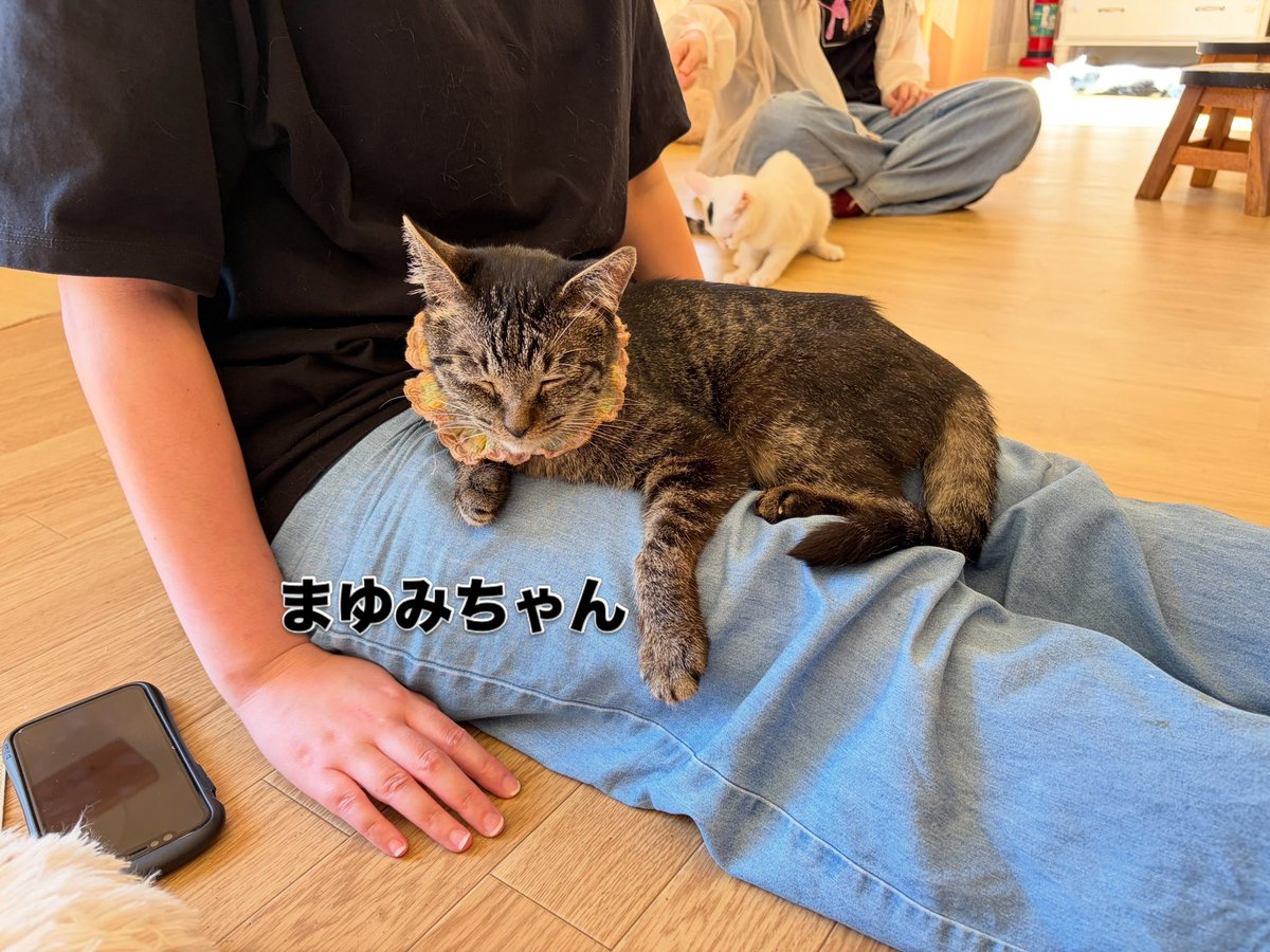 nekokatsu_1's tweet photo. ねこかつ川越店
店内ピカピカになって営業中です✨

レイアウトも少し変わり、
今までよりも過ごしやすい空間となっています🤗

ドリンクもおかわりOK！(１本100円です)🥤

19時まで営業中
ぜひお待ちしております🐈

＠川越店
#ねこかつ #保護猫カフェ #川越 #里親募集中 https://t.co/A6PuYrSxjM