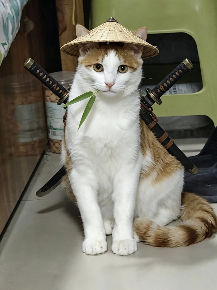 PullamB66714's tweet photo. 橘色侠客，出征！
#にゃんこ #侠客ねこ #オレンジ猫
#SamuraiCat #OrangeCat #CuteCat
#고양이 #무사고양이 #주황고양이 https://t.co/BNP3BXq4vT