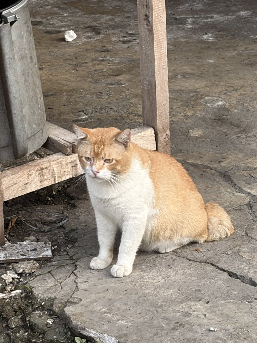 esunaperlaa's tweet photo. Ini adik lagi mikirin Indonesia kali ya https://t.co/sD2yE1cqYN