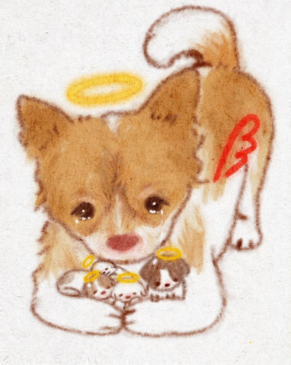 BridgetZZL's tweet photo. 旺旺顶着它的妙脆角再也没有回到它的下水道。
它没有吃过甜甜的西瓜
它没有吃过香香的蛋黄
它没有了，它是以最痛最疼的方式走了！
  
广东揭阳虐狗案，我们在发声！ https://t.co/jJ0O9GN5m9
