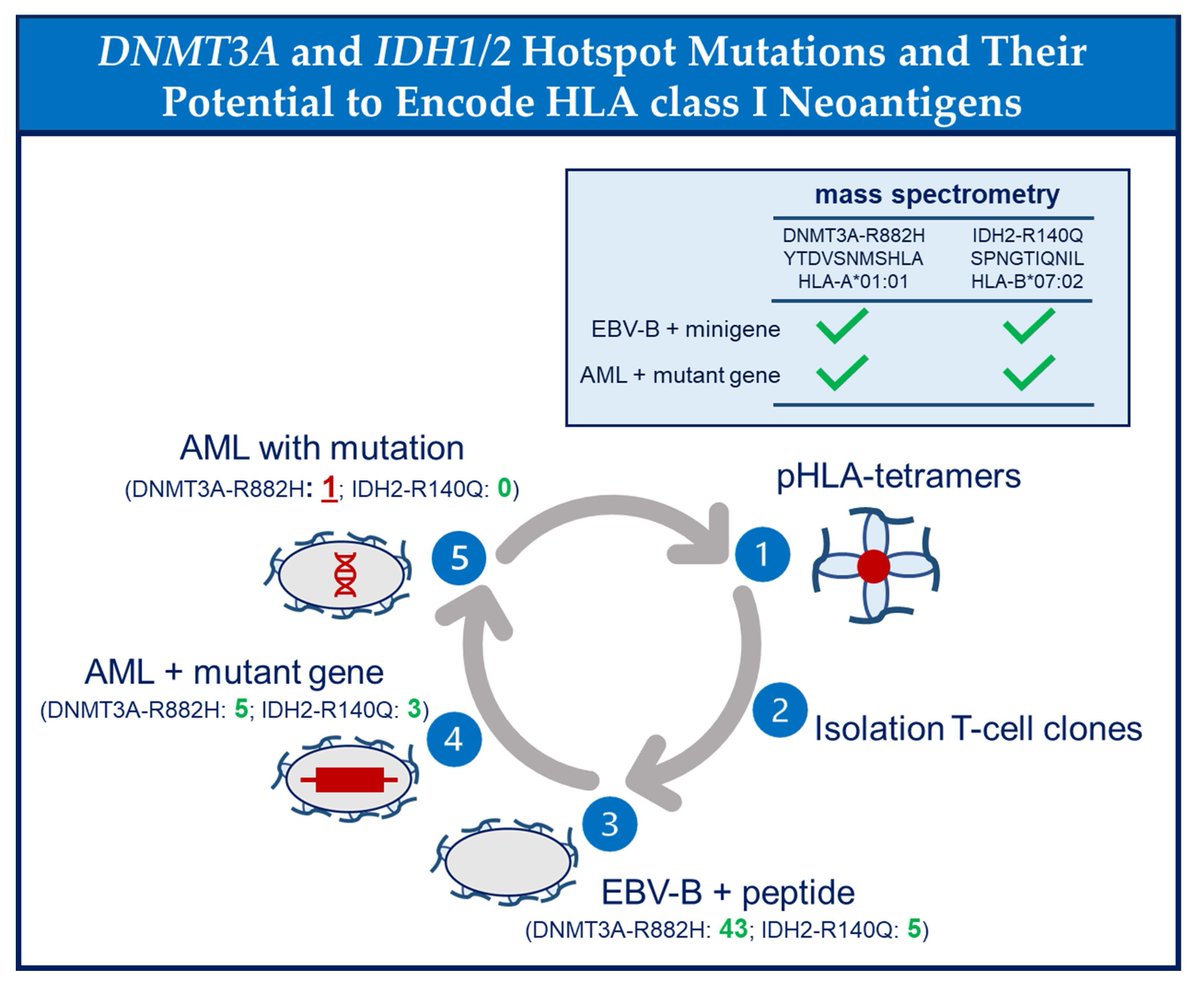 Biomed_MDPI's tweet photo. 🖼 Graphical Abstract | Exploring key findings in graphics 
📌 Hotspot DNA Methyltransferase 3A (DNMT3A) and Isocitrate Dehydrogenase 1 and 2 (IDH1/2) Mutations in Acute Myeloid Leukemia and Their Relevance as Targets for Immunotherapy
🔗 https://t.co/kpK6LNIamJ
#VisualResearch https://t.co/nF6450vqRw