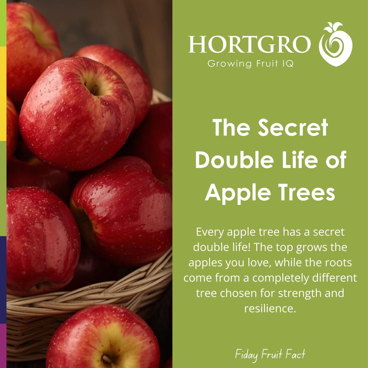 Hortgro's tweet photo. Did you know? Most apple trees are actually made from two different trees!

The top grows the apples you love, while the bottom provides strong roots for a healthy, thriving tree. Nature's perfect partnership! 🍏

#Hortgro #GrowingFruitIQ #PomeFruit #PomeSeason #FridayFruitFact https://t.co/zDVOghdo5v