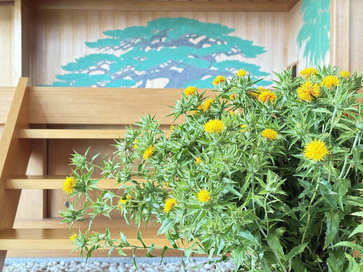 okitama_hall's tweet photo. 🌞米沢山上地区産の紅花🌞

紅花は古来、貴重な染料として重宝し、素朴な花弁と茎葉のバランスが可愛らしく観賞用としても愛されています💕

見頃を迎えた畑から切花を届けていただきました。ありがとうございます！

#最上川源流よねざわ紅花プロジェクト #紅花 #末摘花 https://t.co/yB2oiqMHrY