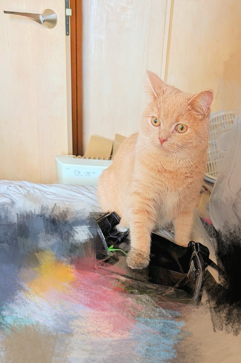 ysbsyu's tweet photo. 病院でコレステロール値がちょっと高いと言われた猫
猫が太るんじゃなくて人間が猫を太らせると言うもんね𓃠ごめんね
#猫 #ねこかわいいね #猫のいる暮らし #CatsOfTwitter https://t.co/8ZsGq3ju8E