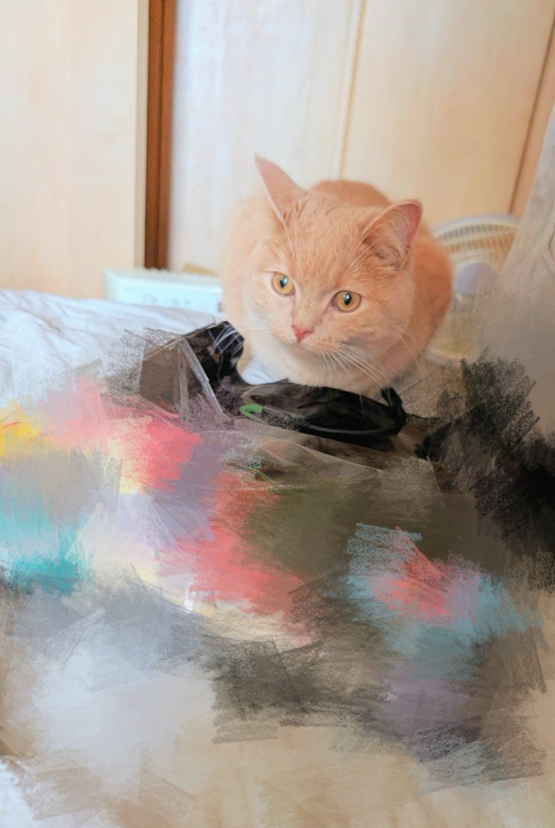 ysbsyu's tweet photo. 病院でコレステロール値がちょっと高いと言われた猫
猫が太るんじゃなくて人間が猫を太らせると言うもんね𓃠ごめんね
#猫 #ねこかわいいね #猫のいる暮らし #CatsOfTwitter https://t.co/8ZsGq3ju8E