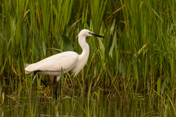 glorysummittour's tweet photo. As we close out the week, remember that Uganda offers an abundance of avifauna, providing unparalleled opportunities for birding. #ExploreUganda #birding #VisitUganda #UniquelyOurs #BirdsUp
https://t.co/RCJe14MVBQ
https://t.co/sLgnJNCb3l
https://t.co/gCw7QOAePU https://t.co/2ayXKU4RXl