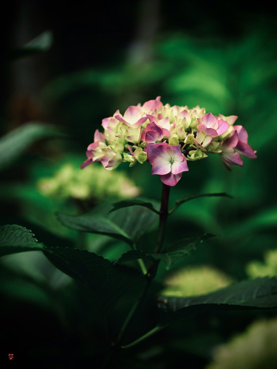 紫陽花のシーズンももう終わりですね という訳で写真在庫貼ってしま