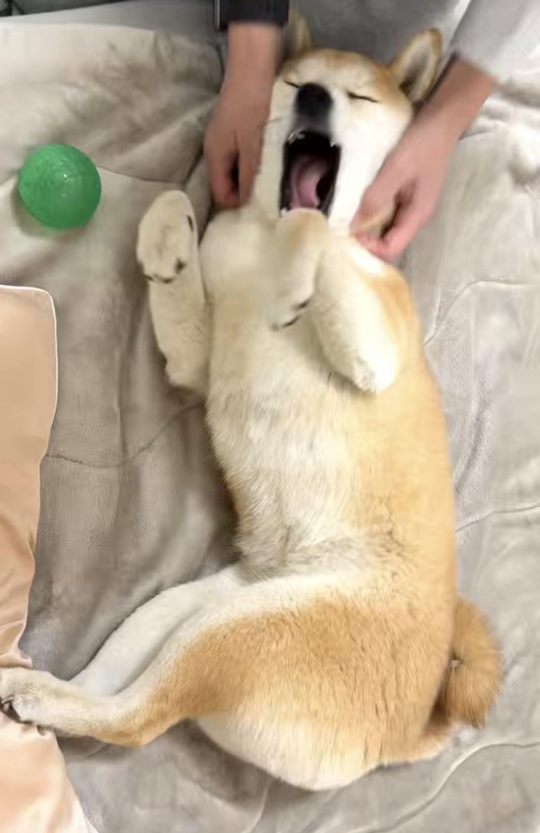 うらめしばァアアアア〜…🥱