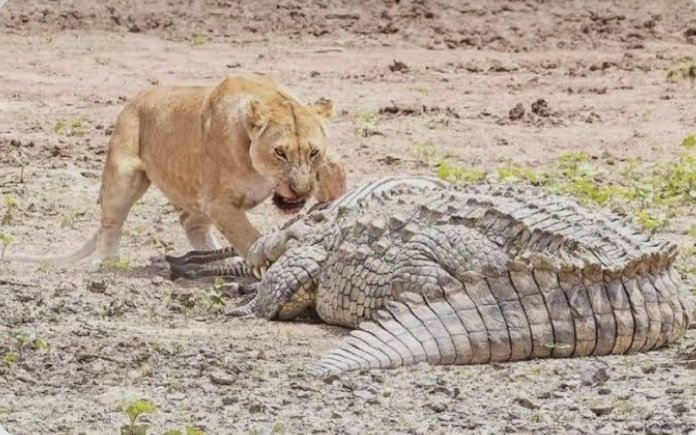monanotlisaa's tweet photo. Somewhere in Istanbul- crocodile taking lectures from some lioness after having too much fun 🥂
#arafta nocontext https://t.co/CBAm61R5Nm