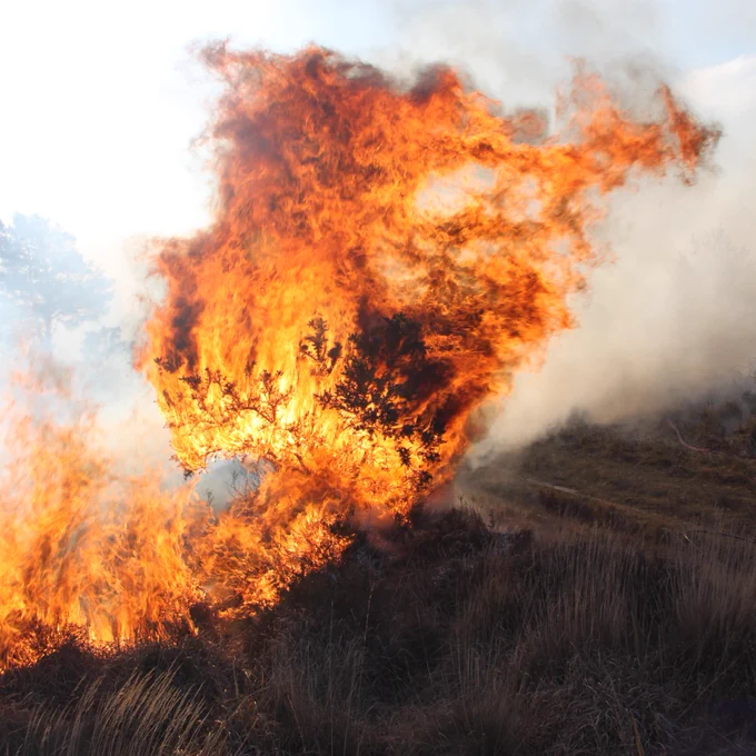 A large, intense fire engulfs dry vegetation in an outdoor setting. Image credit: Andy Elliott