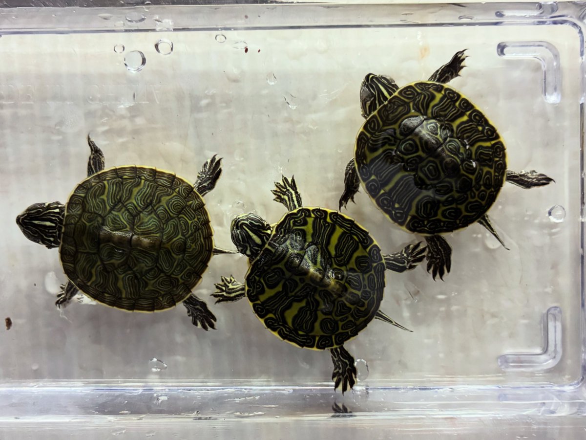 manausm4's tweet photo. フロリダアカハラガメベビーも入りました！🐢

まだ甲羅が緑の赤ちゃんです☺️大きくなると甲羅は黒っぽくドーム型になり、かっこよくなりますよ〜✨

#マナウス長津田店
#アクアショップ
#フロリダアカハラガメ https://t.co/QPV9SX9VGq