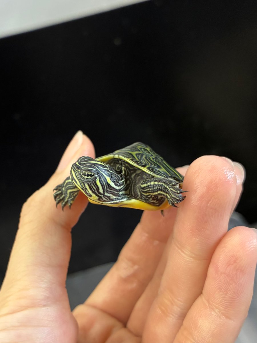 manausm4's tweet photo. フロリダアカハラガメベビーも入りました！🐢

まだ甲羅が緑の赤ちゃんです☺️大きくなると甲羅は黒っぽくドーム型になり、かっこよくなりますよ〜✨

#マナウス長津田店
#アクアショップ
#フロリダアカハラガメ https://t.co/QPV9SX9VGq