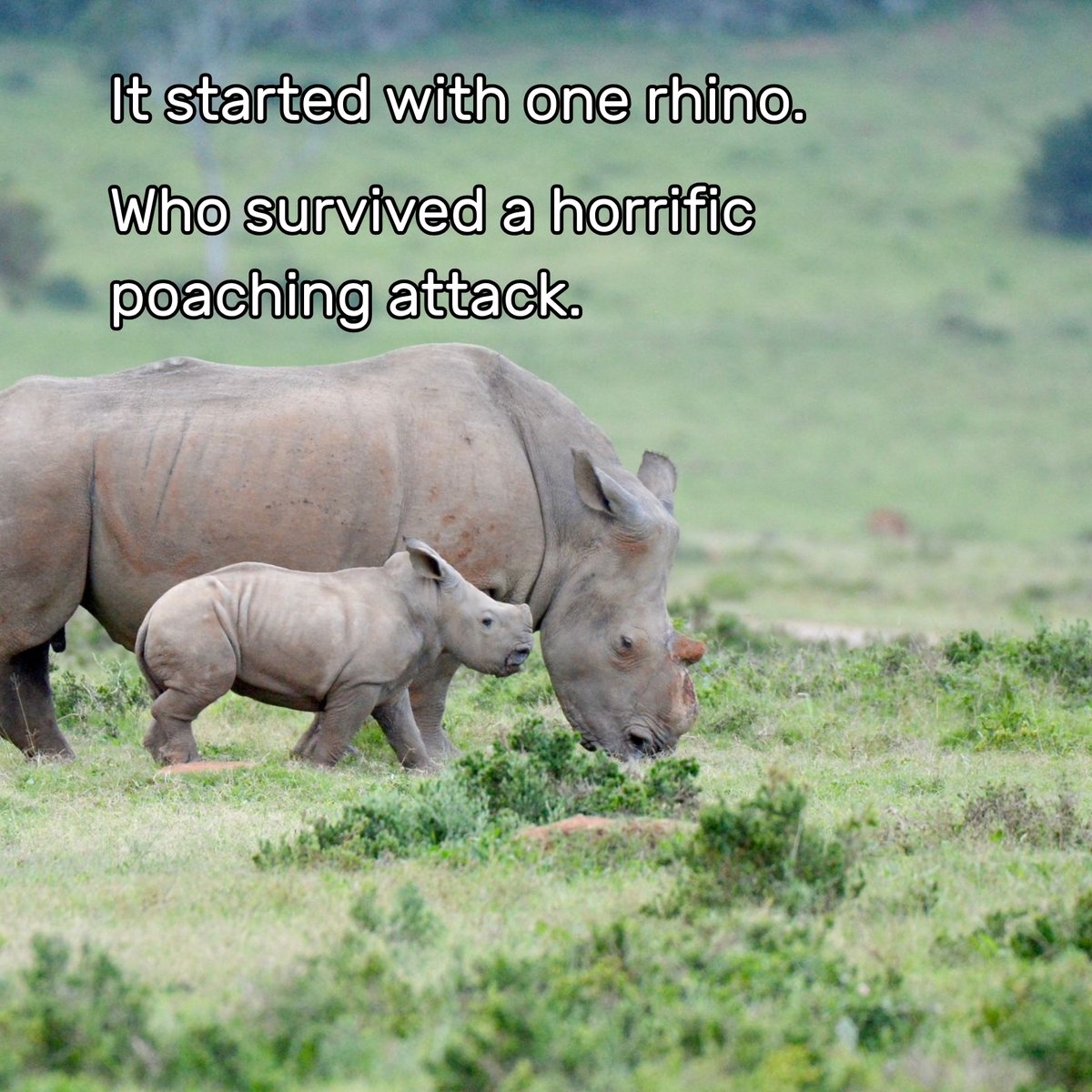 HelpingRhinos's tweet photo. Thandi’s legacy currently spans three generations, but we want it to go beyond this special rhino family. The growth of Thandi’s family is a testament not only to her spirit, but what can be achieved with consistent, effective conservation. 🙌 (🧵) https://t.co/WijcxQko5d