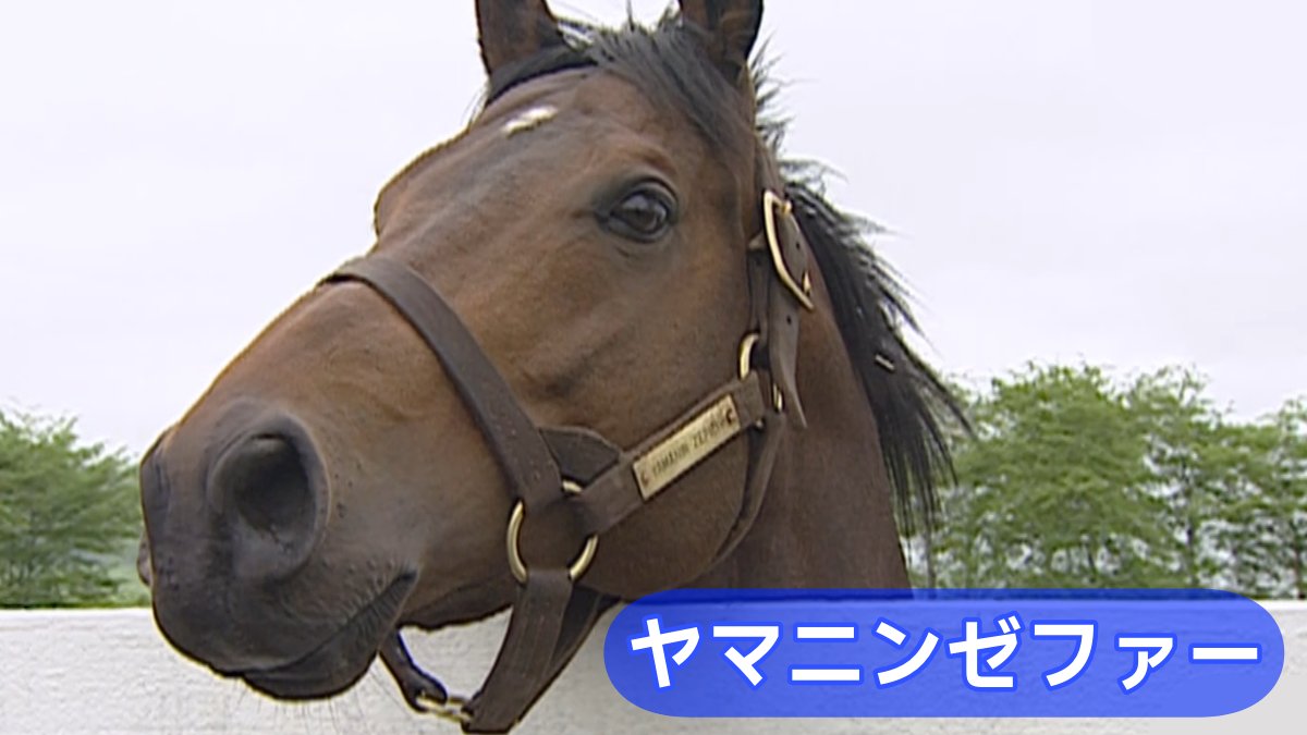 JRA_Special's tweet photo. ─☀️🏇──
暑中お見舞い申し上げます
　　　　　　　　　──🎐🏇─

暑い日が続くので、名馬の涼しげな表情をお届けします🐴

水分補給を忘れずに、夏競馬をお楽しみください✨ https://t.co/adeP3Gybj7