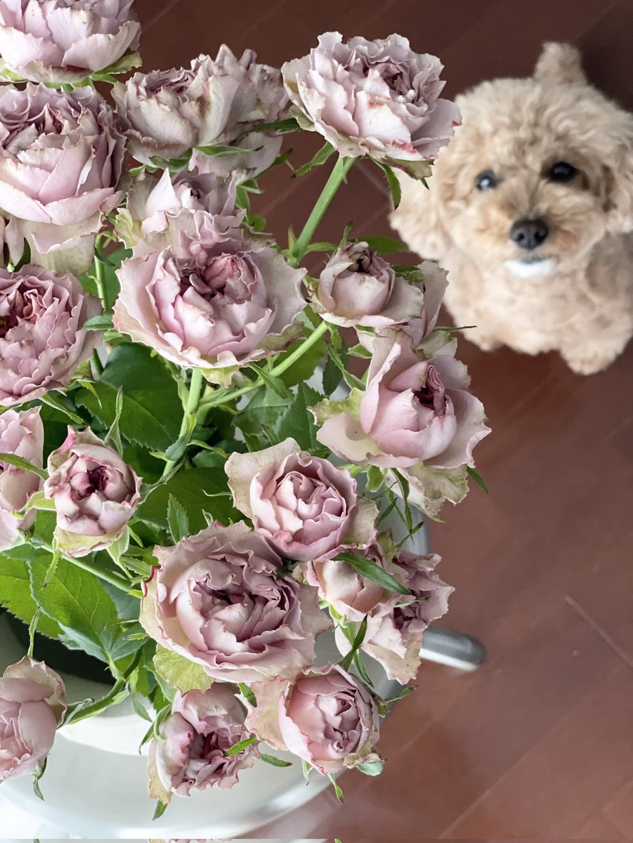 coco5566toi's tweet photo. 誕生日、バラとどら焼貰った（笑）
#トイプードル
#誕生日
#薔薇
#どら焼 https://t.co/LHhwRJrn8o